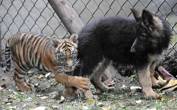 عکس حیوانات ناز