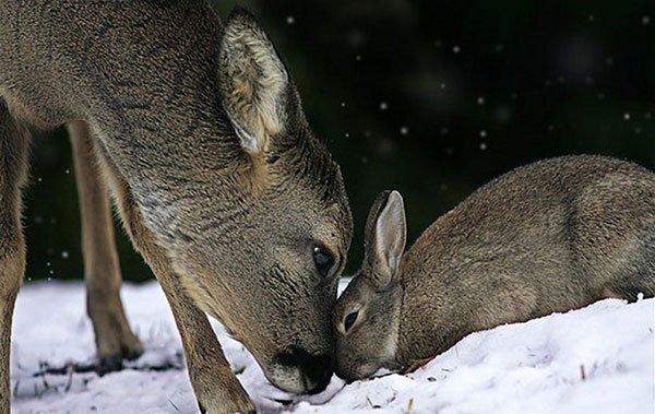  عکس حیوانات ناز