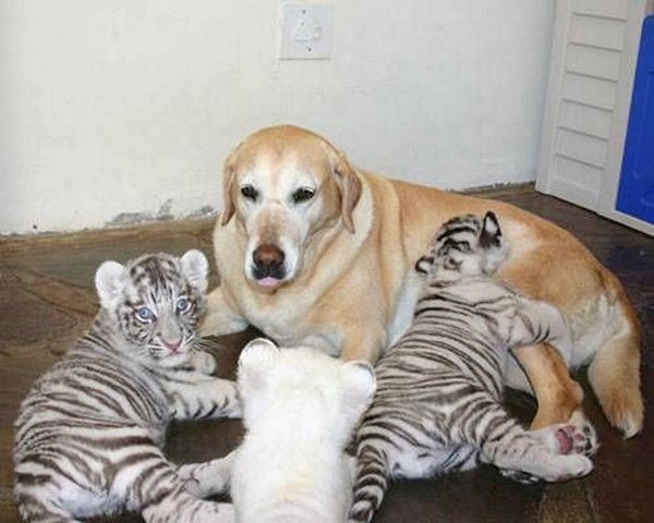  عکس حیوانات ناز