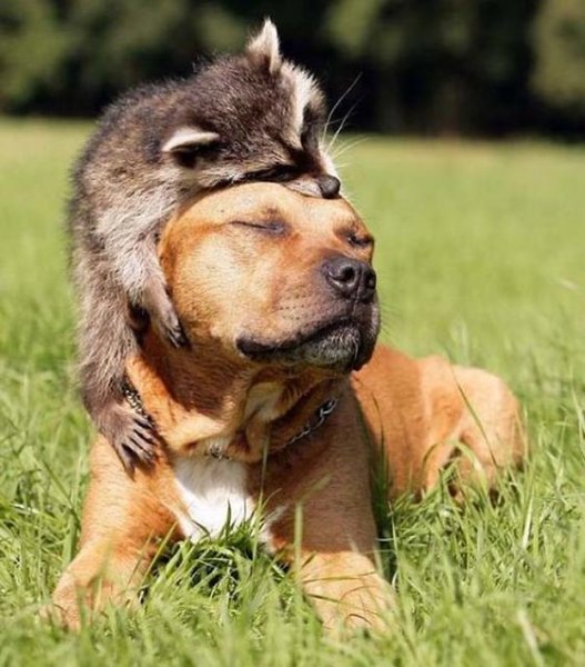  عکس حیوانات ناز