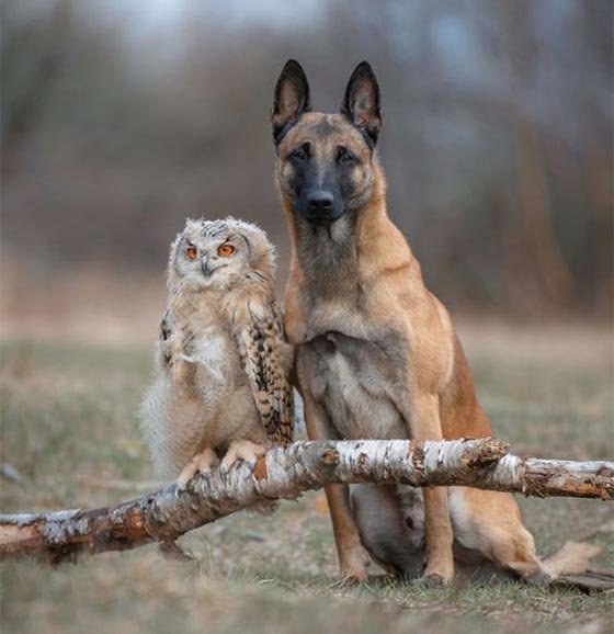  عکس حیوانات ناز