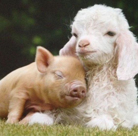  عکس حیوانات ناز