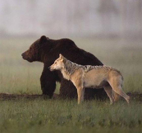  عکس حیوانات ناز