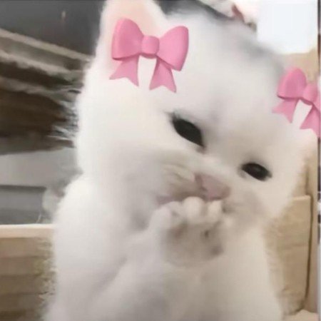  عکس گربه بامزه و دوست داشتنی