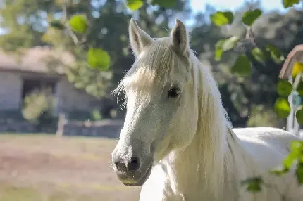  عکس اسب زیبا و جذاب