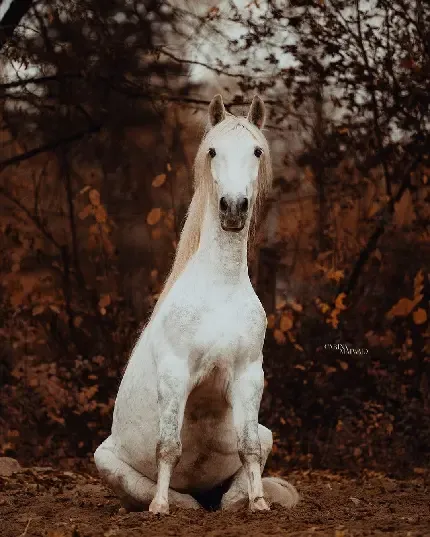  عکس اسب زیبا و جذاب