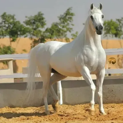  عکس اسب زیبا و جذاب