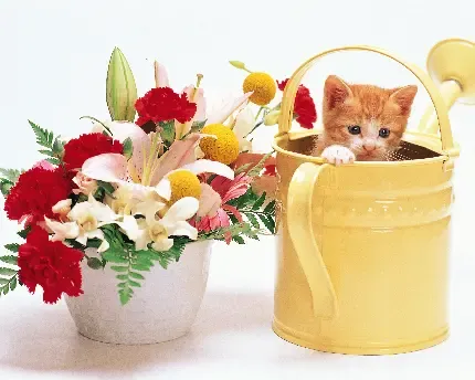  عکس موش زیبا و جذاب