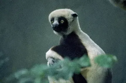  عکس موش زیبا و جذاب