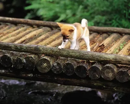  عکس موش زیبا و جذاب