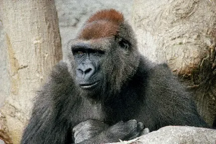  عکس موش زیبا و جذاب