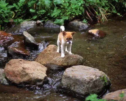  عکس موش زیبا و جذاب