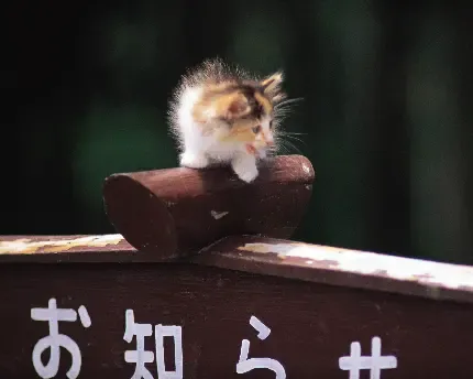  عکس موش خانگی