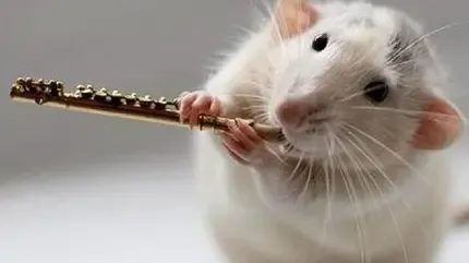  عکس موش ناز