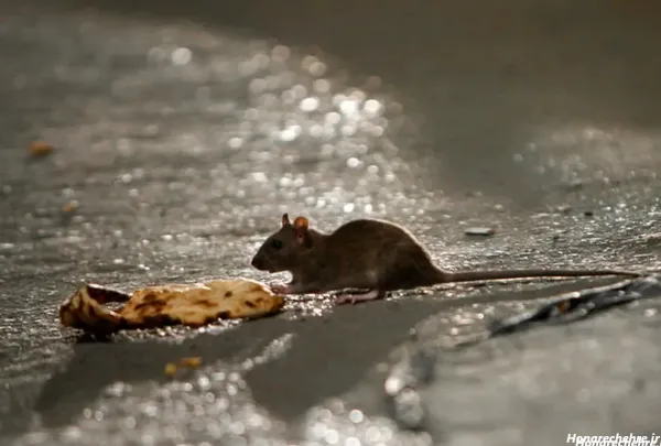  عکس موش ترسناک