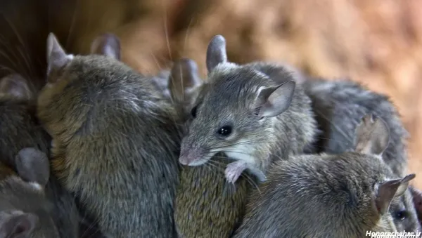  عکس موش ترسناک