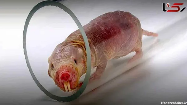  عکس موش ترسناک