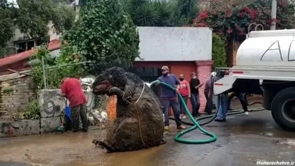  عکس موش ترسناک