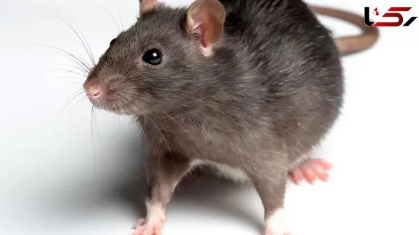  عکس موش ترسناک
