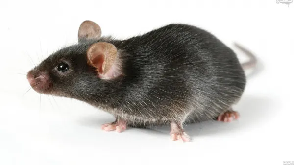  عکس موش ترسناک