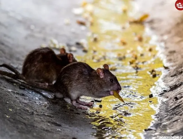  عکس موش ترسناک