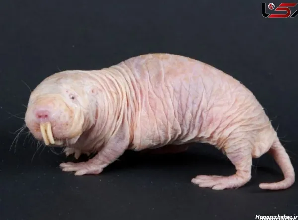  عکس موش ترسناک