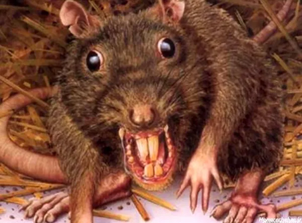  عکس موش ترسناک