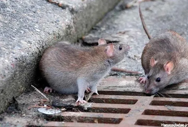  عکس موش ترسناک