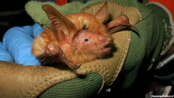  عکس موش ترسناک