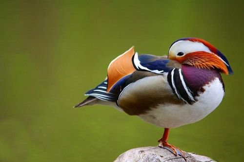 عکس مرغابی بسیار زیبا