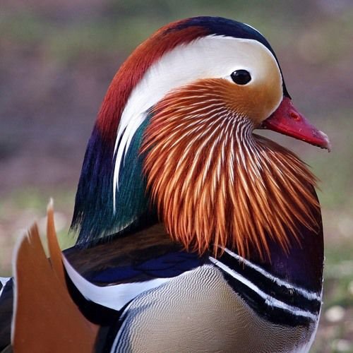  عکس مرغابی بسیار زیبا