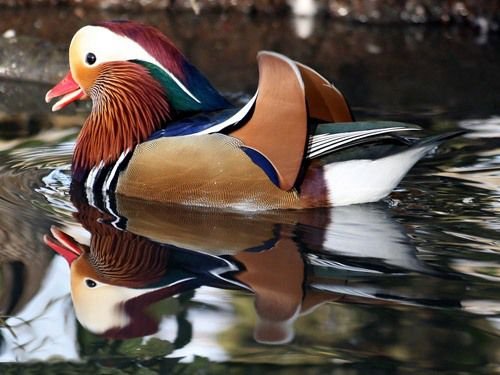  عکس مرغابی بسیار زیبا