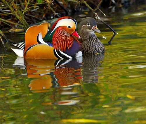  عکس مرغابی بسیار زیبا