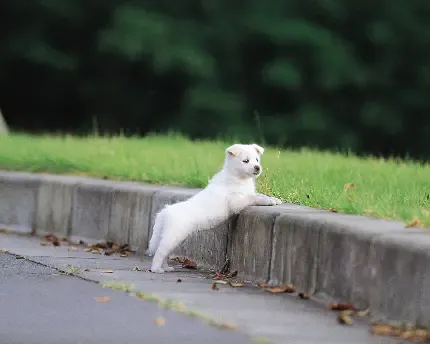  عکس موش کوچولو واقعی