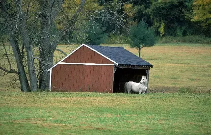  عکس موش کوچولو واقعی