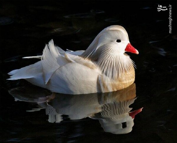  عکس مرغابی سفید
