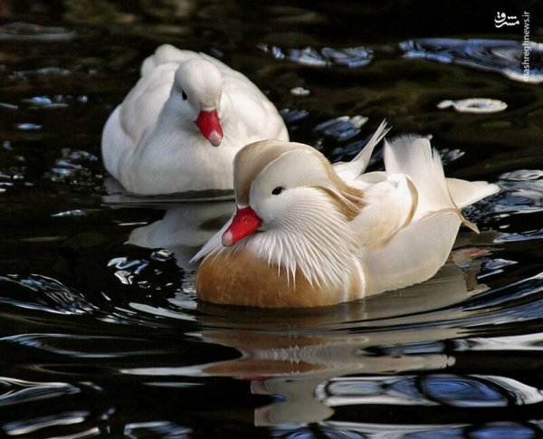  عکس مرغابی سفید