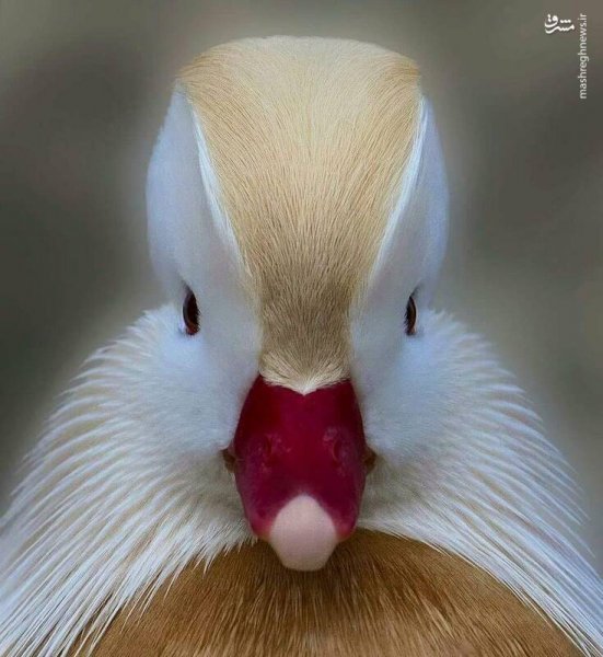  عکس مرغابی سفید