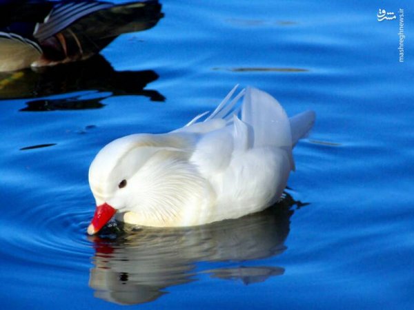  عکس مرغابی سفید
