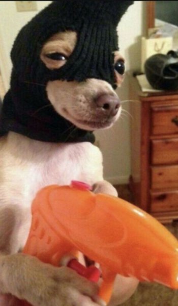 عکس سگ خانگی