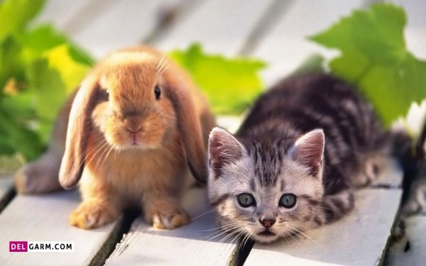  عکس خرگوش زیبا برای پروفایل