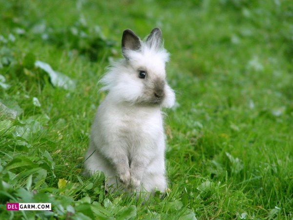  عکس خرگوش زیبا برای پروفایل