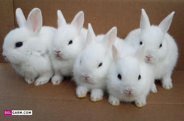  عکس خرگوش پشمالو برای پروفایل