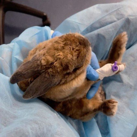  عکس خرگوش صورتی واقعی