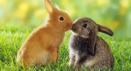  عکس خرگوش فانتزی برای پروفایل