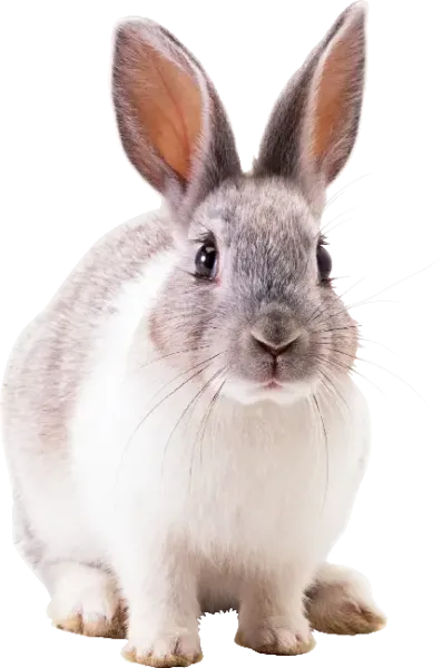  عکس خرگوش واقعی