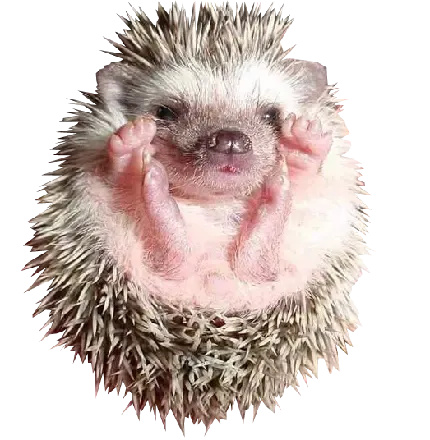  عکس جوجه تیغی واقعی