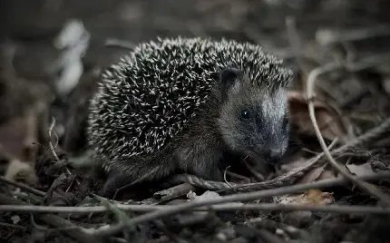  عکس جوجه تیغی واقعی