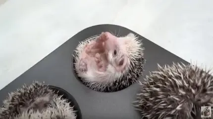  عکس جوجه تیغی واقعی