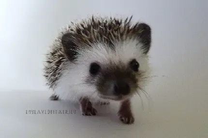  عکس جوجه تیغی بزرگ